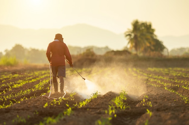 Asian farmer working in the field and spraying chemical