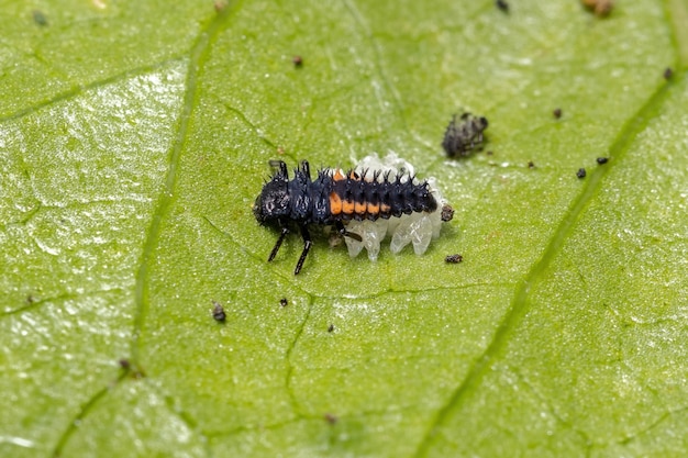 Asian lady beetle larvae of the species harmonia axyridis eating aphids on a hibiscus plant