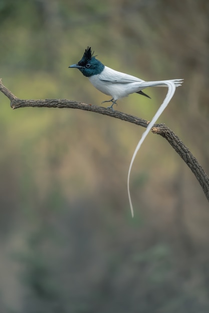 Asian paradise flycatcher