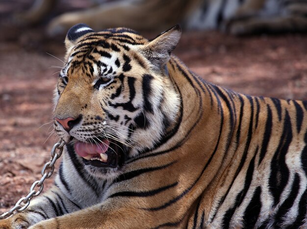 Asian tiger close up