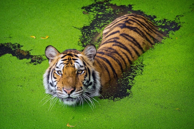 Asian tiger standing in water pond.