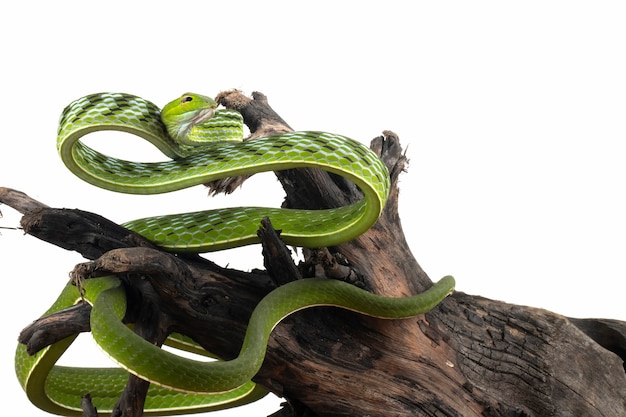 Asian vinesnake closeup on a branch on white