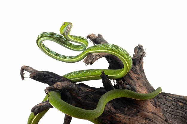 木の動物のクローズアップのアジアのブドウのヘビのクローズアップアジアのブドウの正面のビュー