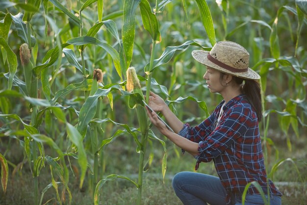とうもろこし畑にデジタル タブレットを持つアジアの女性農家、とうもろこし畑の美しい朝日。農業の庭の緑のトウモロコシ畑と光が輝く夕方の夕日山の背景