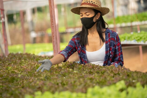 Asian woman farmers working wear masquerade in vegetables hydroponic farm with happiness. Portrait of woman farmer checking quality of green salad vegetable with smile in the green house farm.