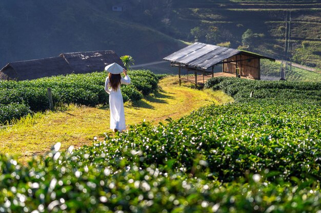 Asian woman wearing Vietnam culture traditional in green tea field.