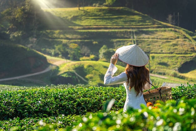 Donna asiatica che indossa la cultura del vietnam tradizionale nel campo del tè verde.