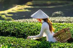 Foto gratuita donna asiatica che indossa la cultura del vietnam tradizionale nel campo del tè verde.