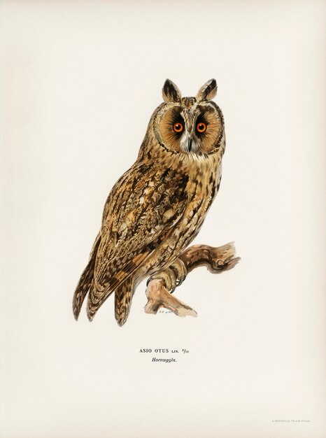Asio otus owl, иллюстрированный братьями фон Райт.