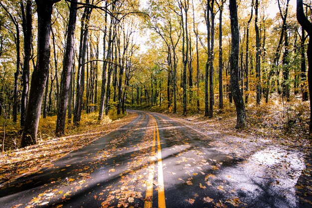 Асфальтовая дорога, покрытая опавшей листвой в красивом лесном лесу
