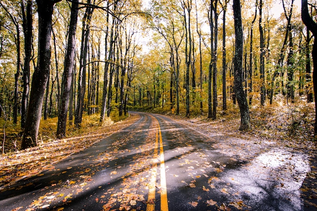 Asphalt road covered with fallen leaves in a beautiful tree forest