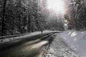 Foto gratuita strada asfaltata nella foresta dell'abete in inverno