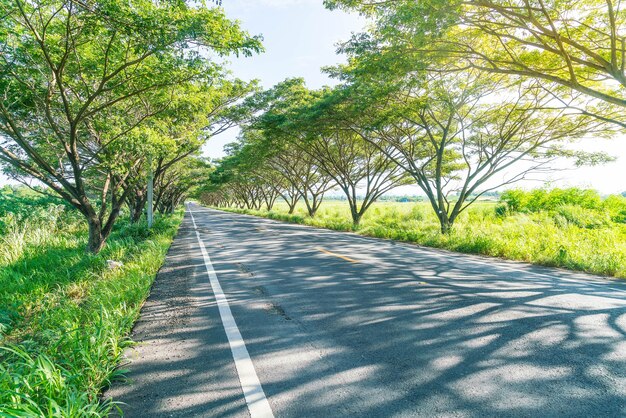 asphalt road in forest