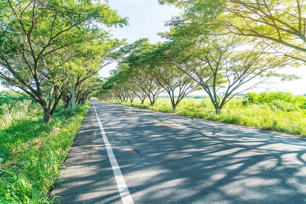 asphalt road in forest