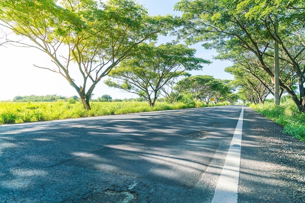 asphalt road in forest