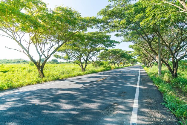 asphalt road in forest