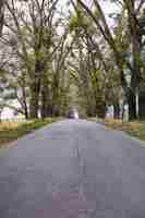 Free photo an asphaltmarked road running away into distance among dense trees