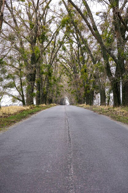 密集した木々の間の距離に逃げるアスファルトマークの付いた道路