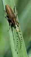 Free photo asphodel long horned beetle, agapanthia asphodeli, resting on a leaf.