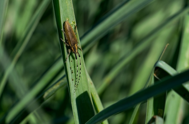 Asphodel 긴 발 정된 딱정벌레, Agapanthia asphodeli, 잎에 휴식.