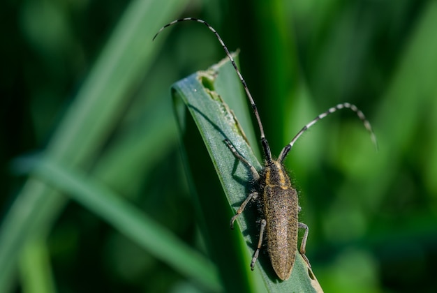 Asphodel 긴 발 정된 딱정벌레, Agapanthia asphodeli, 잎에 휴식.