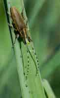 Foto gratuita asfodelo scarabeo dalle lunghe corna, agapanthia asphodeli, poggiante su una foglia.