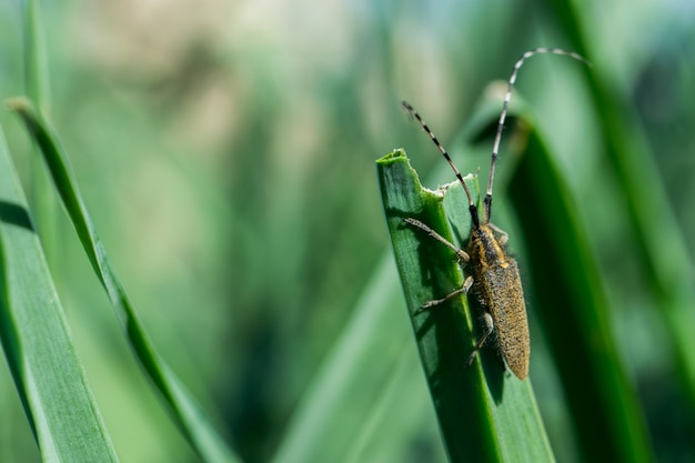 Asphodel 긴 발 정된 딱정벌레, Agapanthia asphodeli, 잎에 휴식.