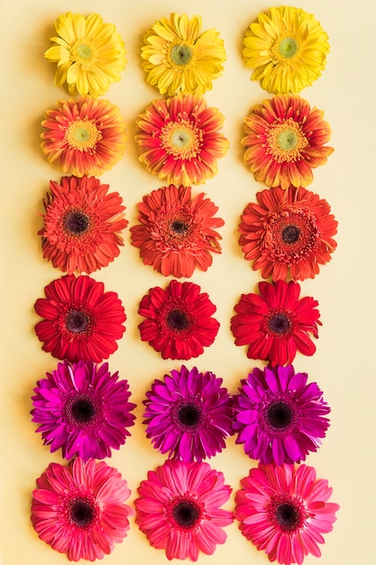 Бесплатное фото Ассорти из цветных мягких цветов