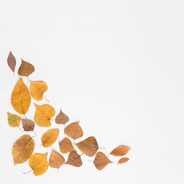 Assorted leaves lying in corner