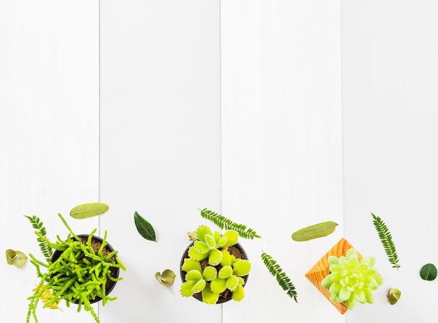 Assorted leaves near succulents