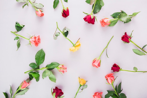 Assorted roses on gray