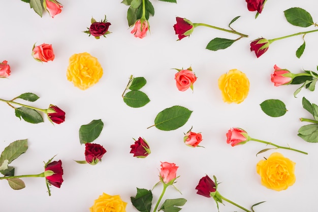 Assorted roses and leaves on white