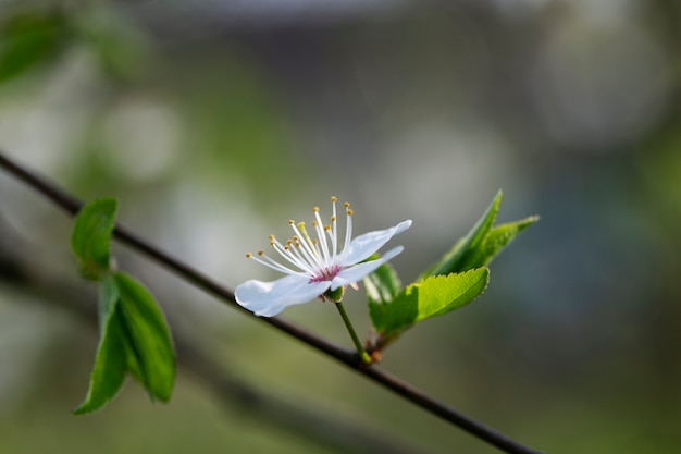 自然の中で美しいぼやけた花の品揃え