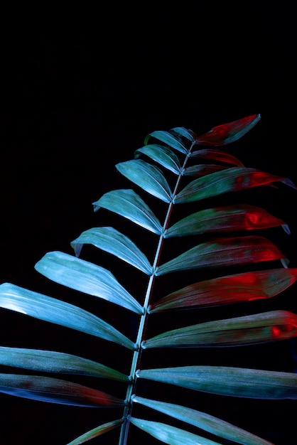 Assortment of colored plant leaves