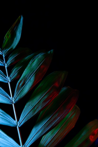 Assortment of colored plant leaves