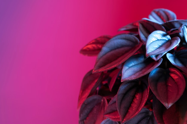 Assortment of colored plant leaves