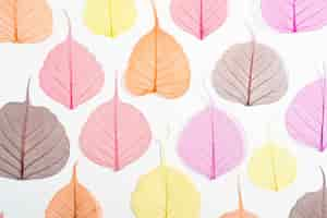 Free photo assortment of colored plant leaves