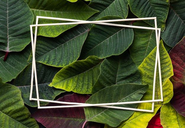 Assortment of different leaves with empty frames