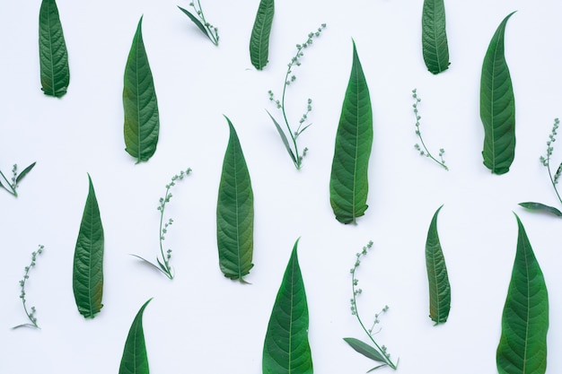 Assortment of green leaves and twig isolated on white background