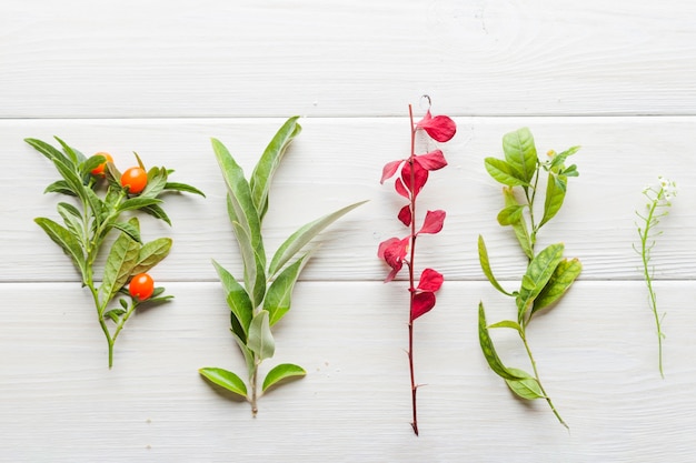 Assortment of plants on table