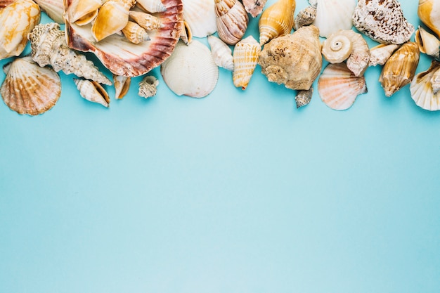 Free photo assortment of seashells