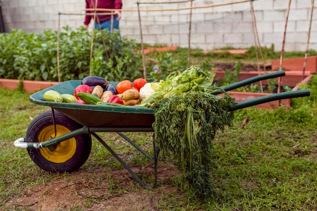 Assortment of vegetables in wheelbarrow
