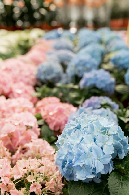 Assortment with beautiful colorful flowers indoors