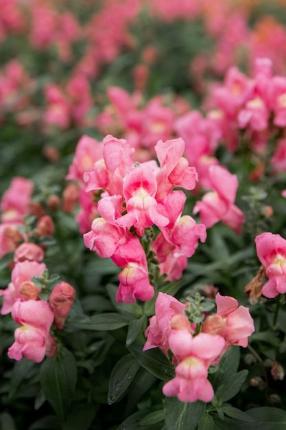 Assortment with beautiful pink flowers