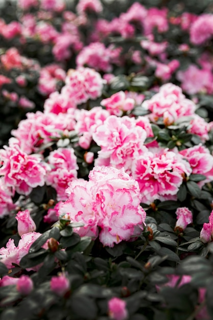 Assortment with beautiful pink flowers