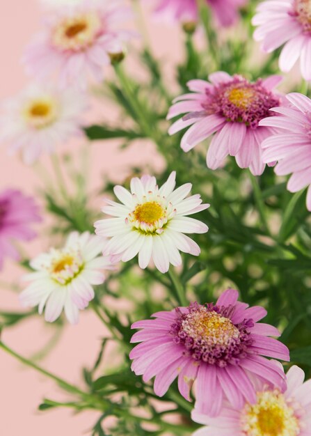 Assortment with colorful spring flowers