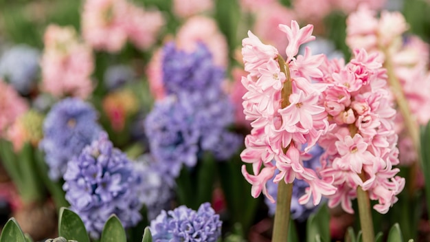 Assortment with colourful hyacinths