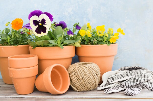 Assortment with flowers and gardening tools