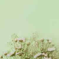 Free photo aster and baby's-breath flowers at the bottom of green background