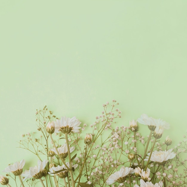 Aster and baby's-breath flowers at the bottom of green background